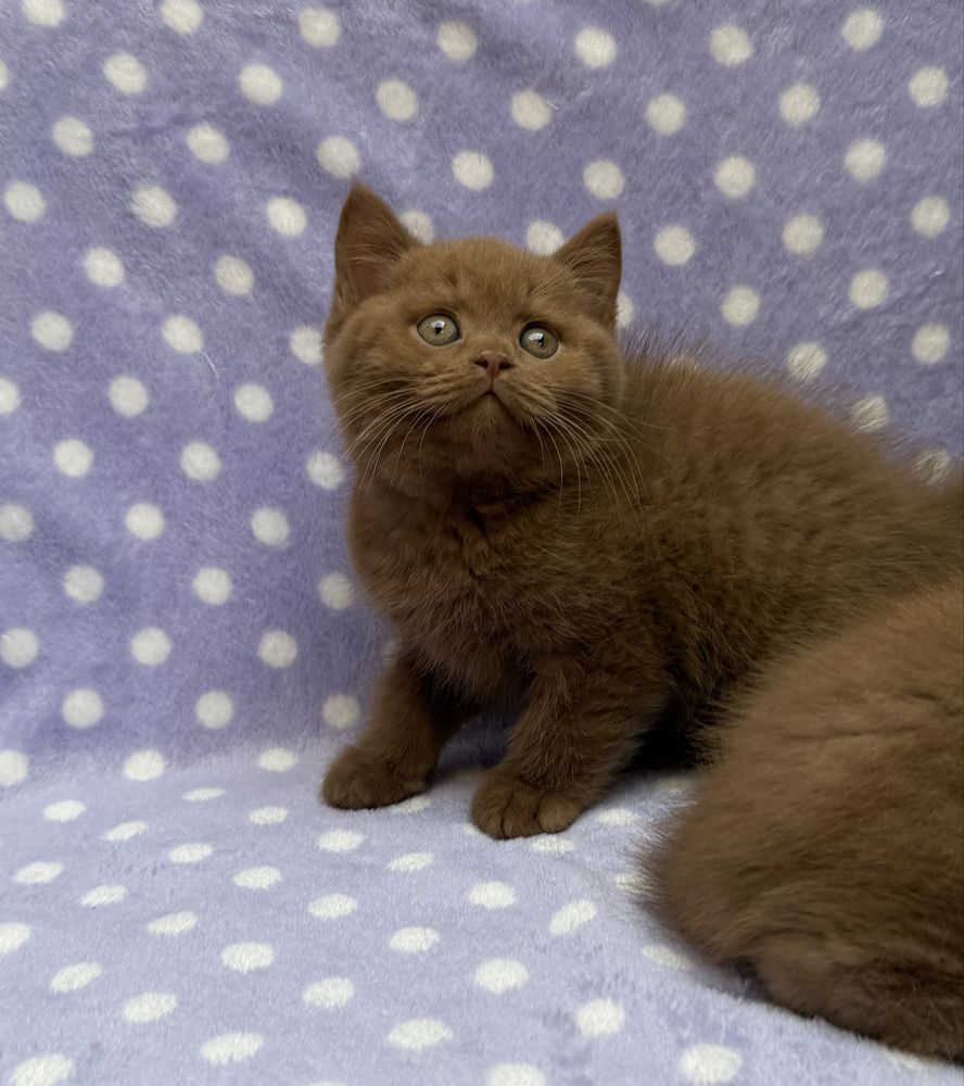 British shorthair cinnamon