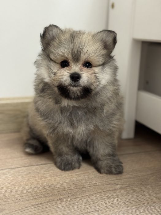 Pomeranin & Maltipom