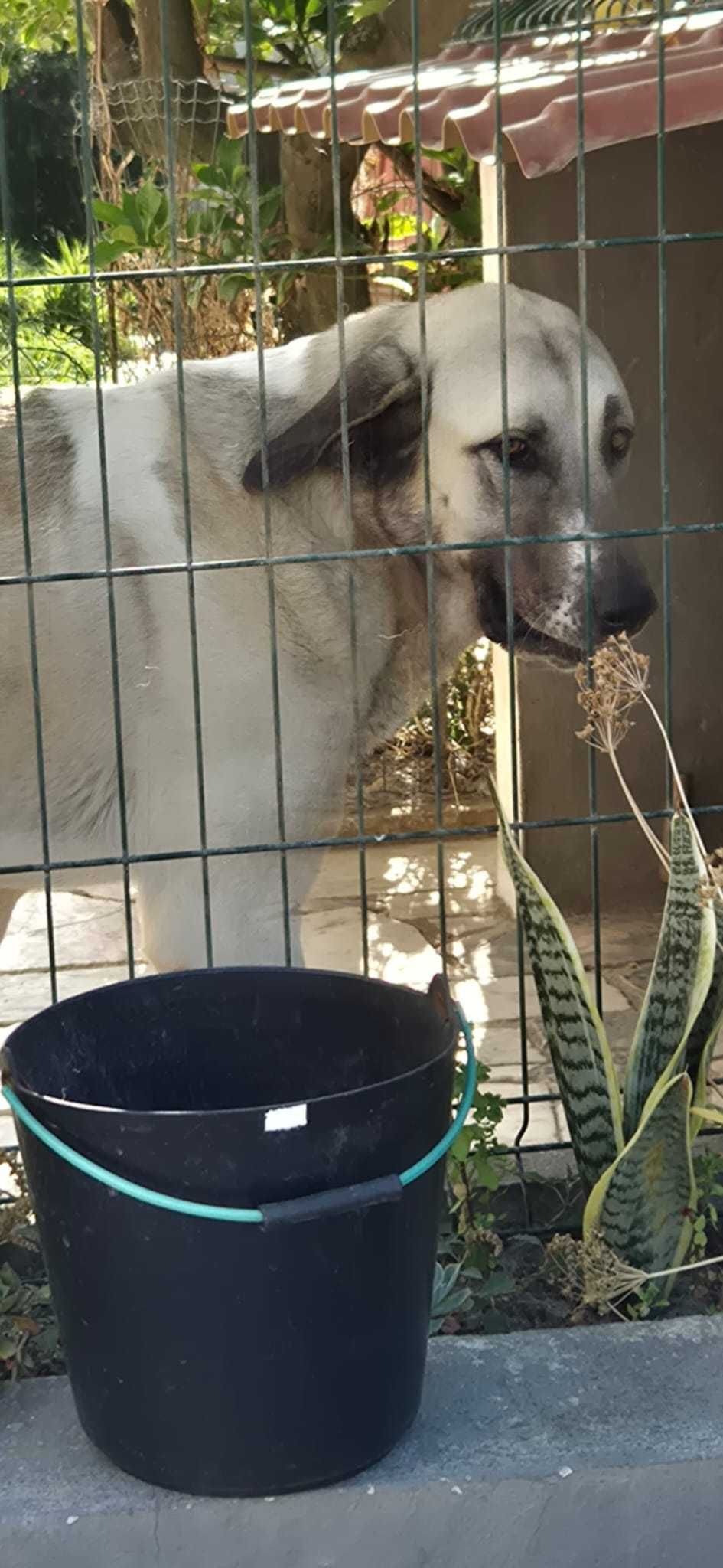 Cadela Cão Gado Transmontano com 1 ano e 10 meses