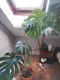 Monstera 1,5 m + jej dziecko:)