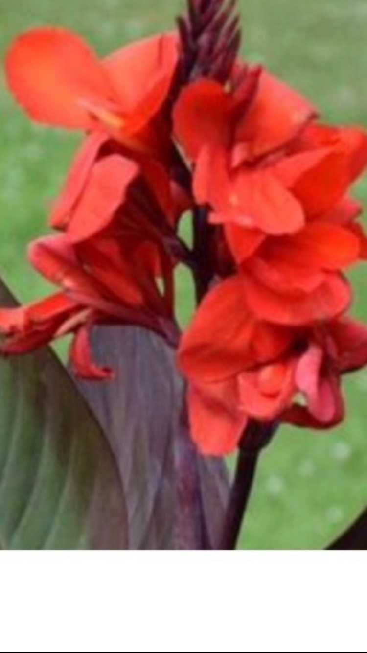 Канна крупно цветковая  сорт Ореол