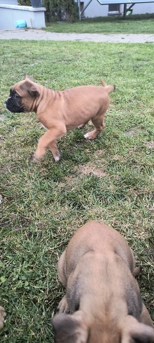 Suczka bokser szczenię