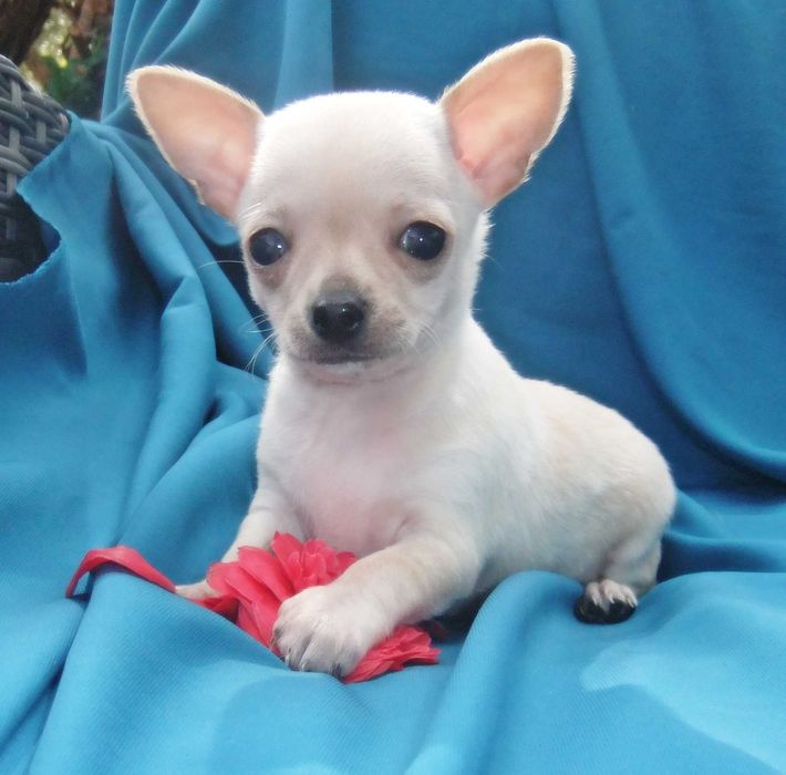 Chihuahua chocolate cachorro com qualidade