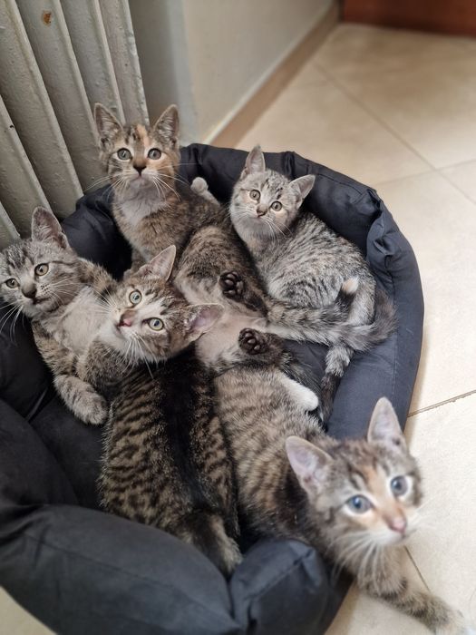 Oddam kotki w dobre ręce dachowce ZAREZERWOWANE