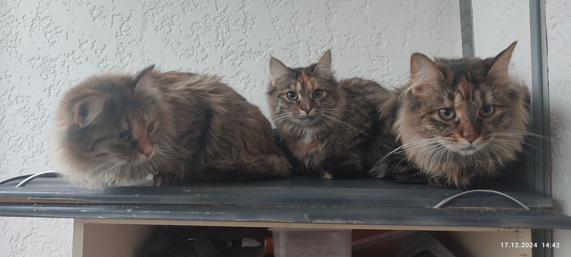 Котята Вашей Мечты ищут самых любящих и ответственных своих людей!!!