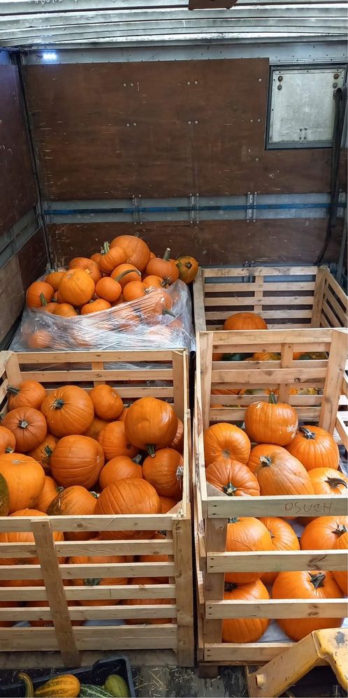DOSTAWA expresowa Dynia Halloween Łódz dekoracje ceny hurtowe