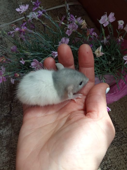 крыса маленькая ручная разные окрасы  крыска крысули