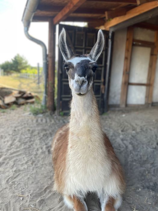 Lama 2letni  samiec