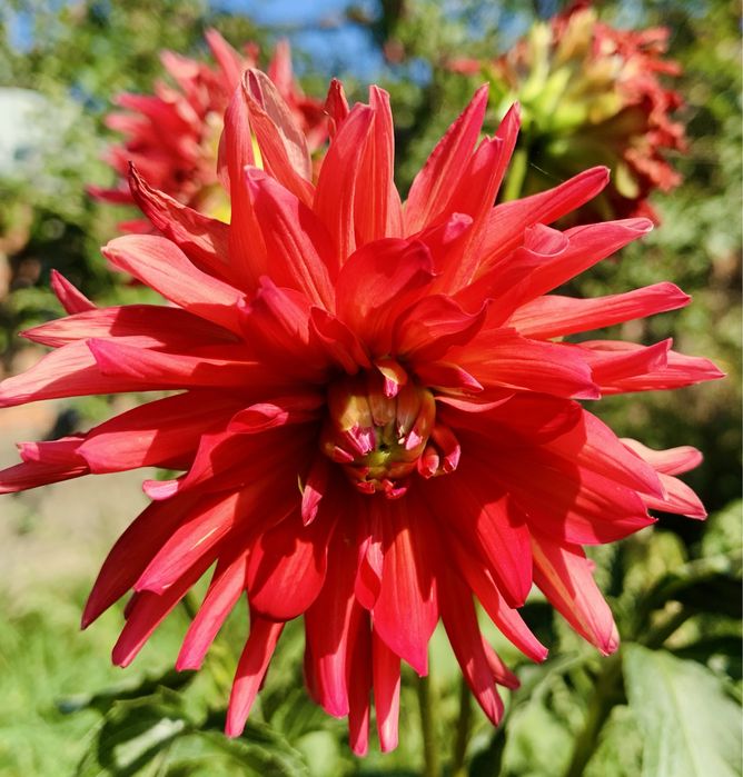 Жоржини  / неділений кущ/ георгины