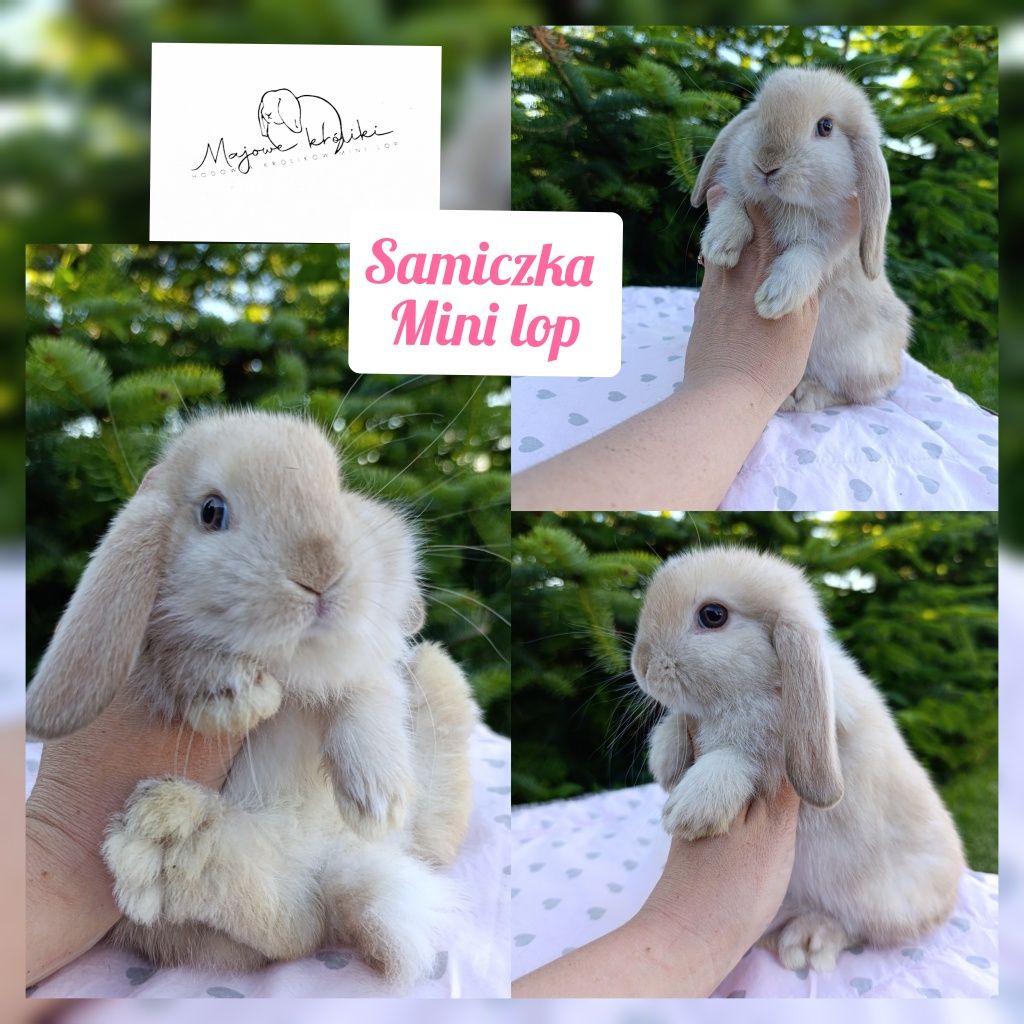 Królik króliczek mini lop hodowla zarejestrowana Top