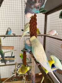 Продам замечательных попугаев!!!