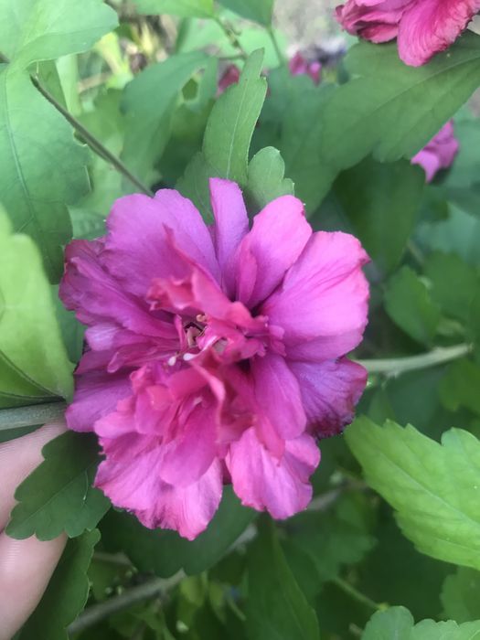 Гибискусы махровые древовидные 2-3 летние