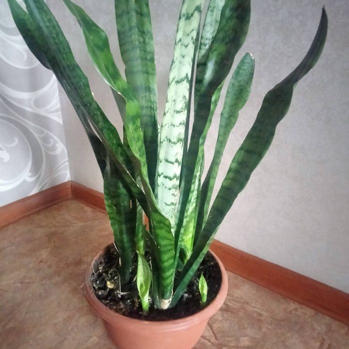 Тещин язик ( сансервєрія)