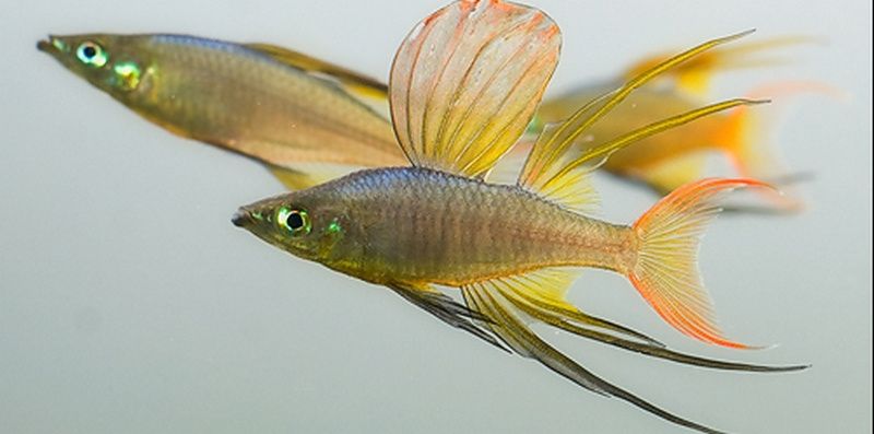 GB Tęczanka Wernera, Tęczanka Filigranowa