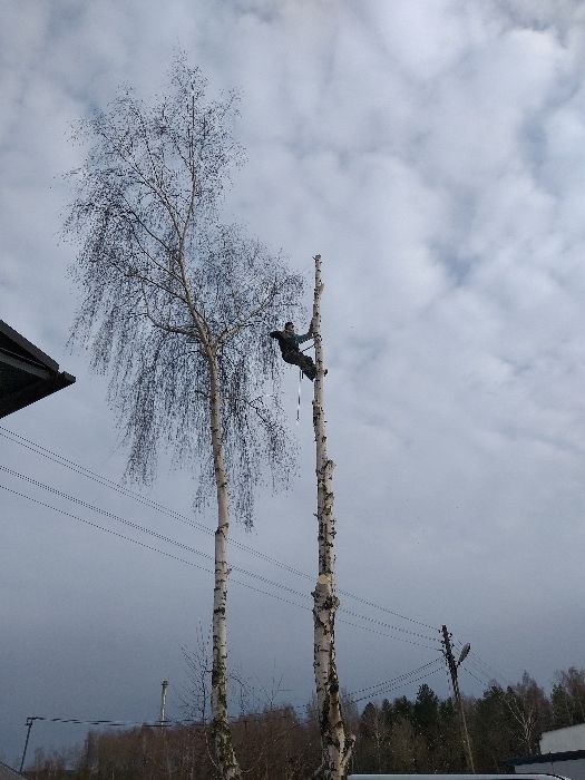 Wycinka drzew,scinka drzew metoda alpinistyczna . Wykaszanie