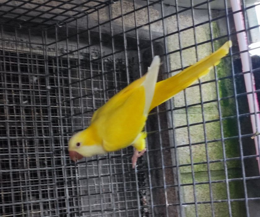 Casal kounoures Peito cinzento