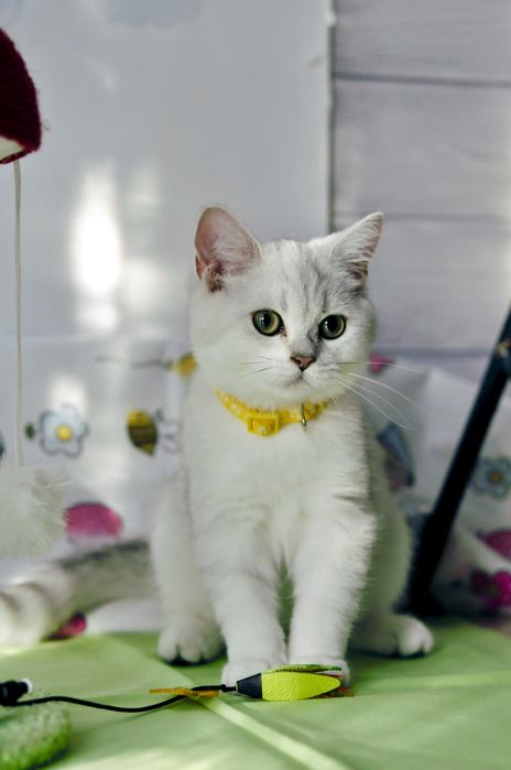 Срібна шиншила. Британські кошенята