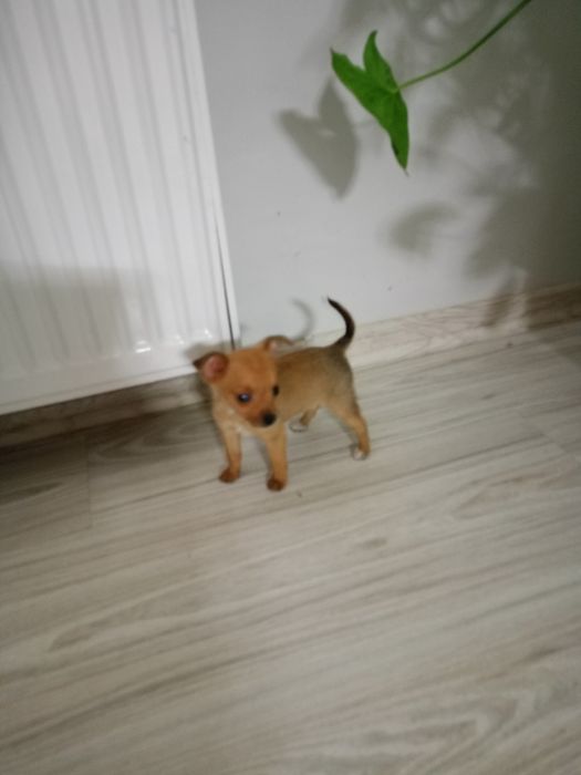 Ratlerek miniaturka piesek