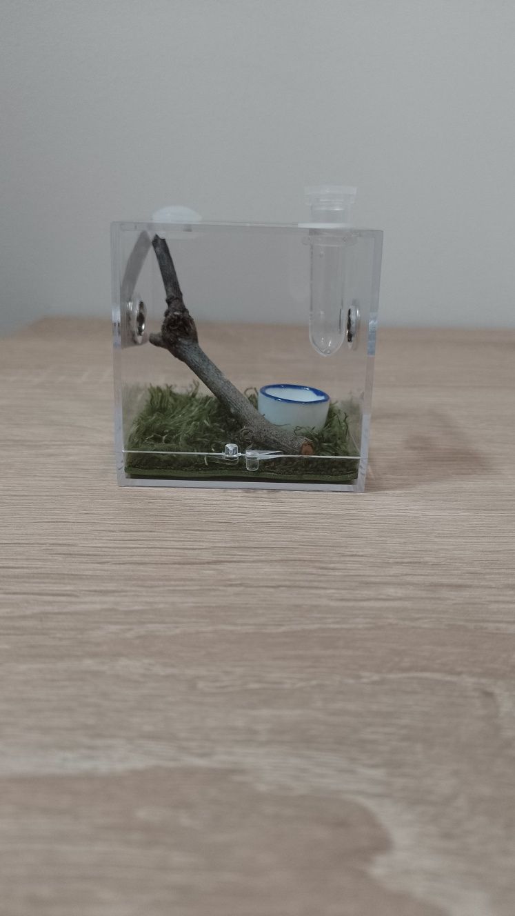 Mini terrarium z wystrojem dla małych pająków - mega ładne