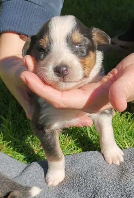 Owczarek szkocki Collie piesek tricolor