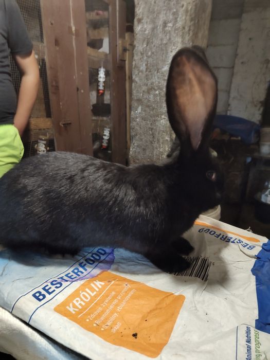 Olbrzym belgijski czarny