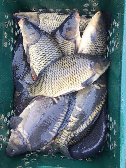 Продам живу рибу