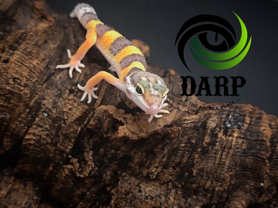 Gekon Lamparci eublefar