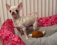 CHIHUAHUA mały piesek z rodowodem