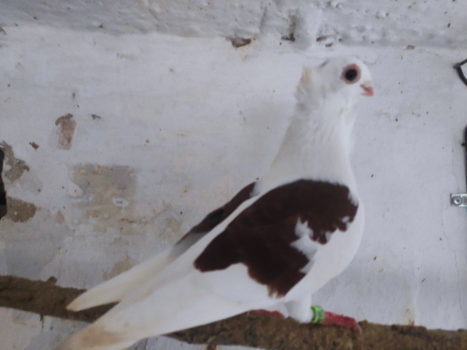 Gołąb mewek samiec