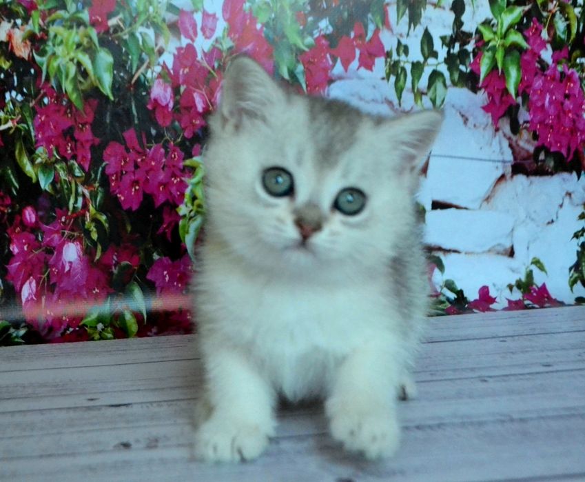 Кошенята британської короткошерстої сріблястої шиншили ns 11