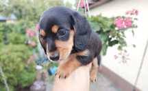 Jamnik Sunia miniaturka Dachshund Dackel