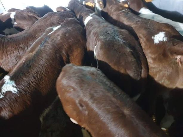 Cielaki mięsne byczki jałóweczki