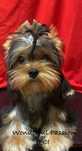 Piesek yorkshire terrier , york FCI ZKwP