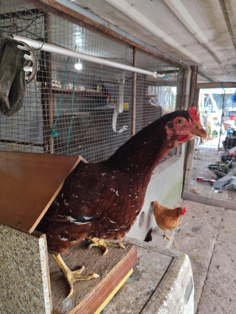 2 galinhas triclor pata amarela