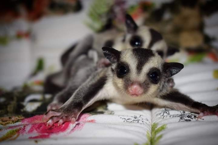 Lotopałanki, lotopałanka , sugar glider