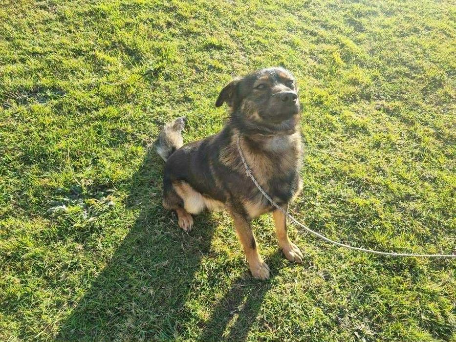 Znaleziono psa Niemysłów