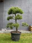 Sosna Czarna Bonsai Niwaki formowana drzewo drzewko pinus nigra