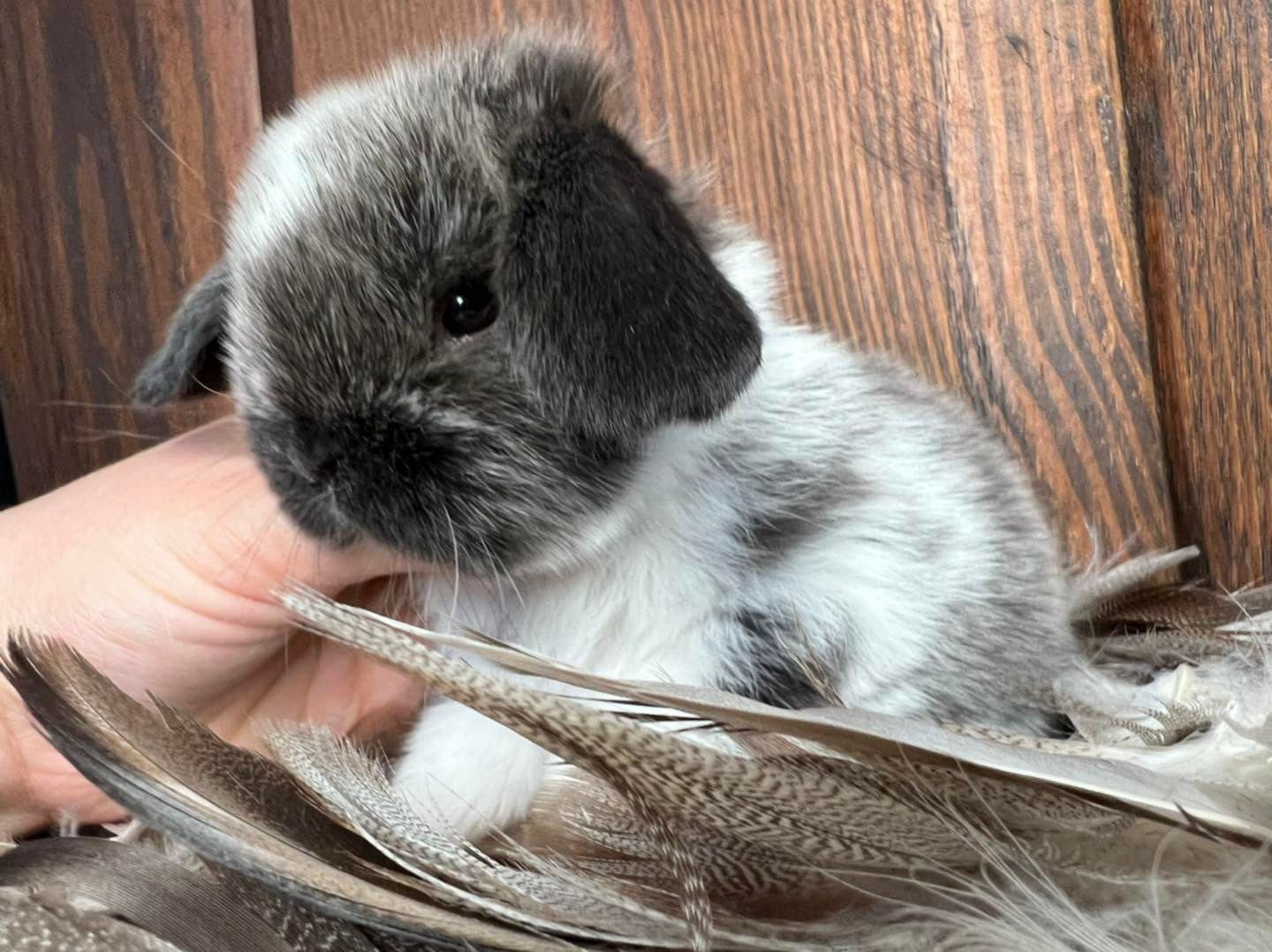 Mini lop zarejestrowana hodowla