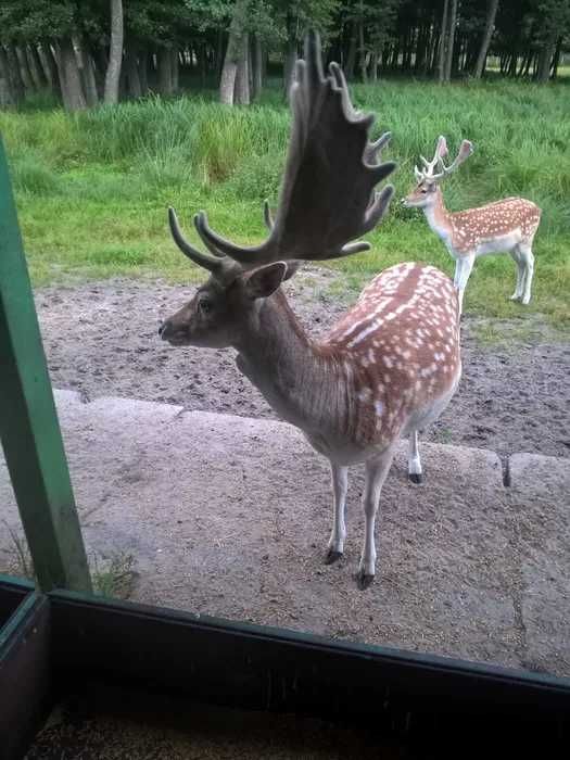 Sprzedam mięso z daniela, tusze