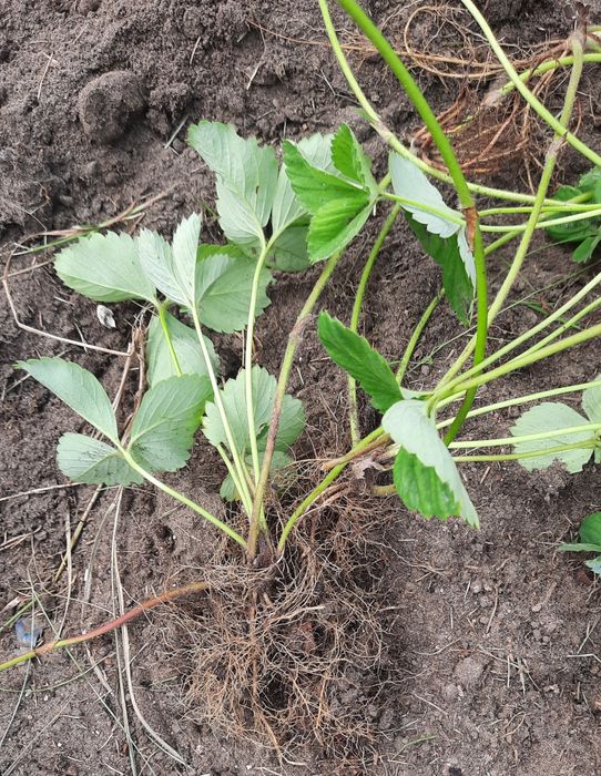 Sadzonki truskawek Ariadna słodka