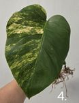 Monstera Aurea BF nr. 5 sprzedany