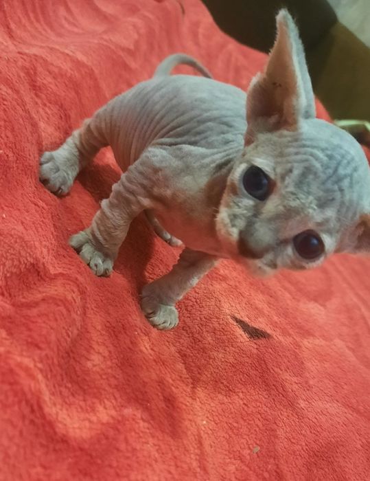 В'язка канадський сфінкс