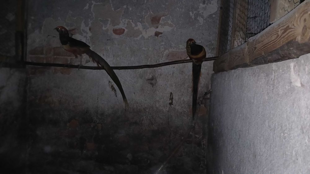 Bażant złocisty  2 parki na sprzedarz