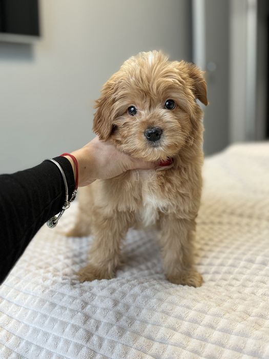 Мальтипу девочка ф1