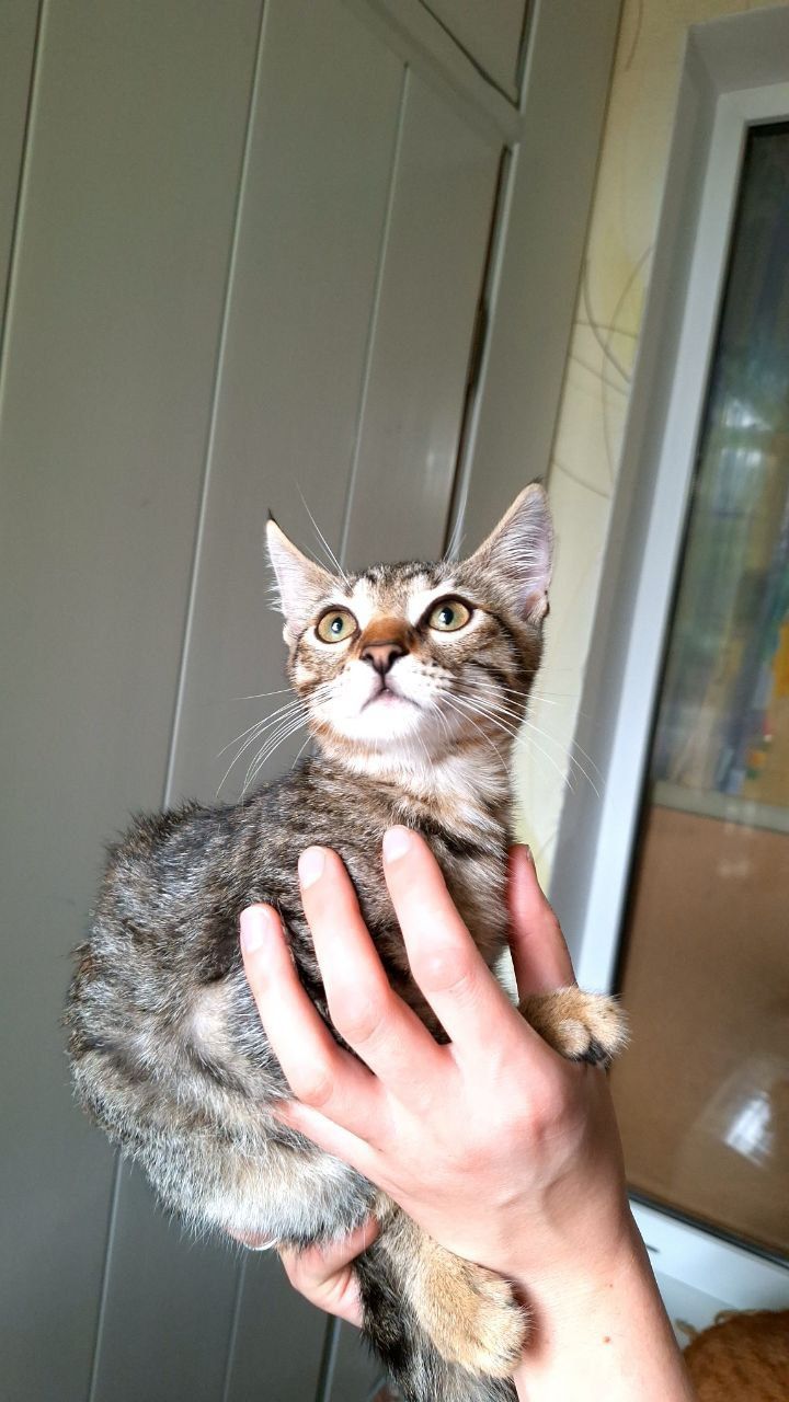 Котенок с кисточками на ушках