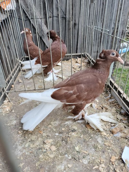 Wyszwance kończate młode