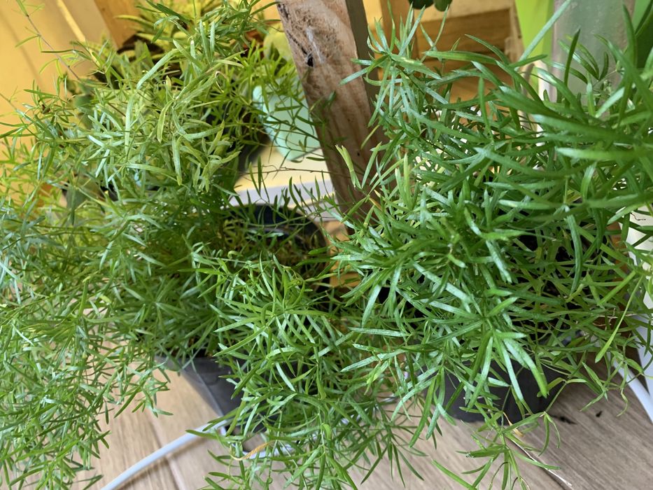 Аспарагус перистий, аспарагус Шпренгера, папороть