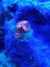 Zoa zoanthus koralowiec / Akwarium morskie / korale Olsztyn