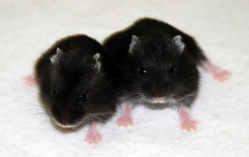 Sprzedam urocze chomiki dżungarskie w różnych kolorach