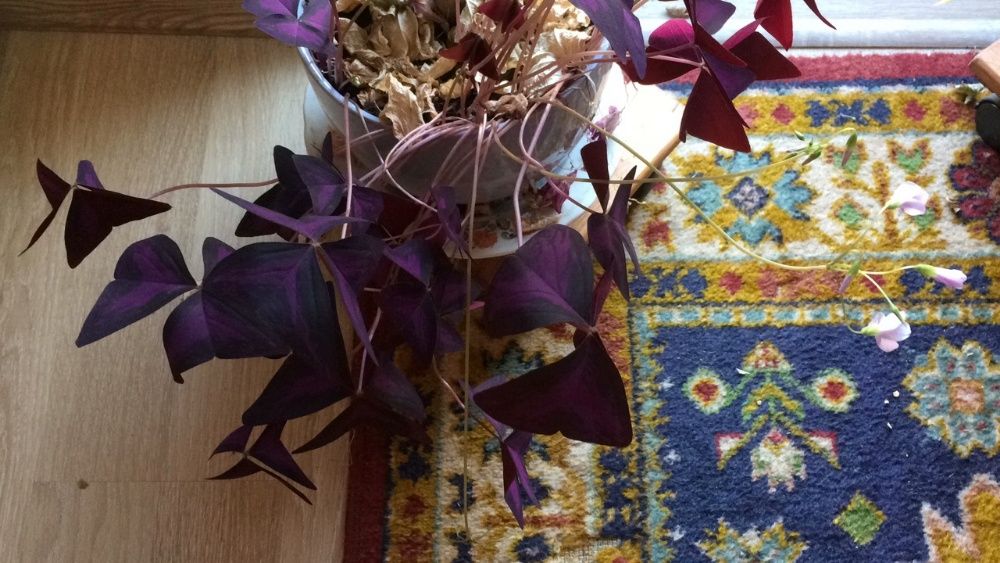 Кислица (оксалис) Комнатные растения цветы